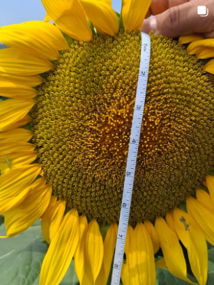 Social Media Instagram post Timac agro East - sunflower