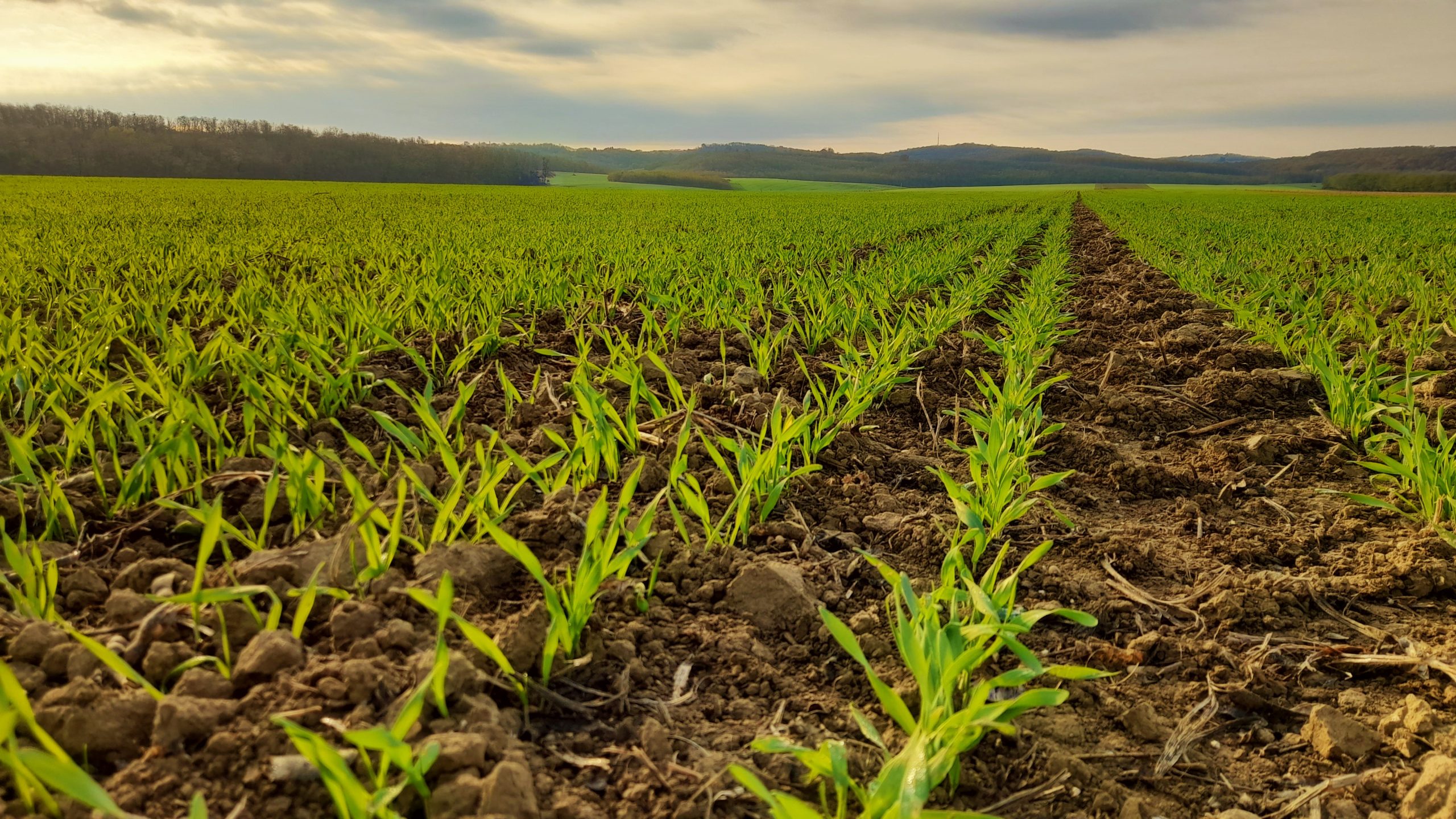 wheat horváth gergely hungary