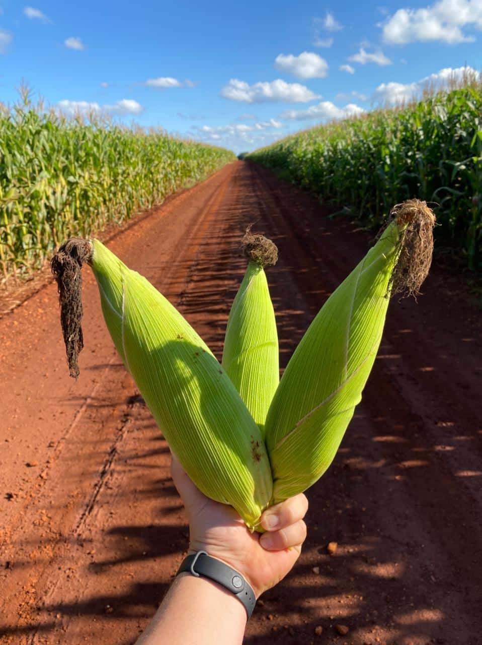 maize brazil