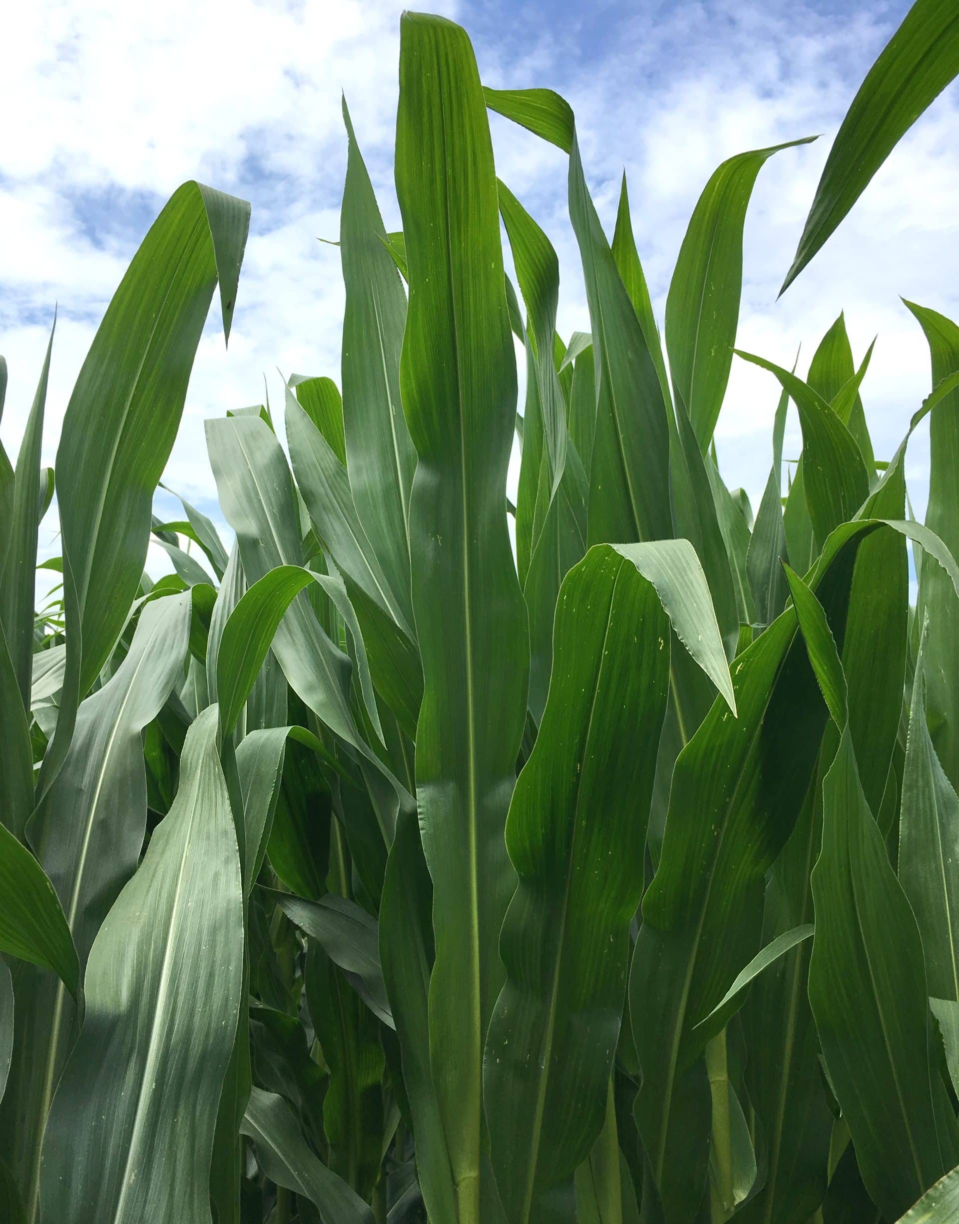 maize france bretagne3