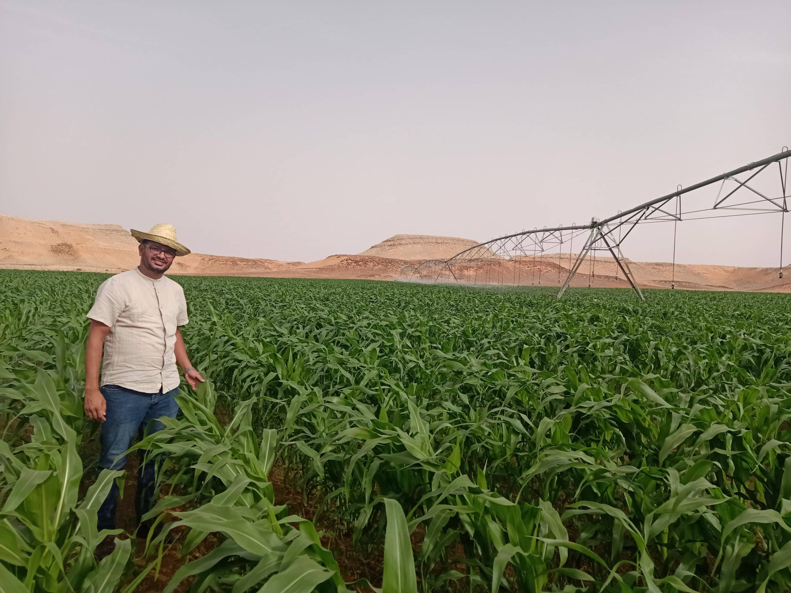 maize zahouani bachir algeria1