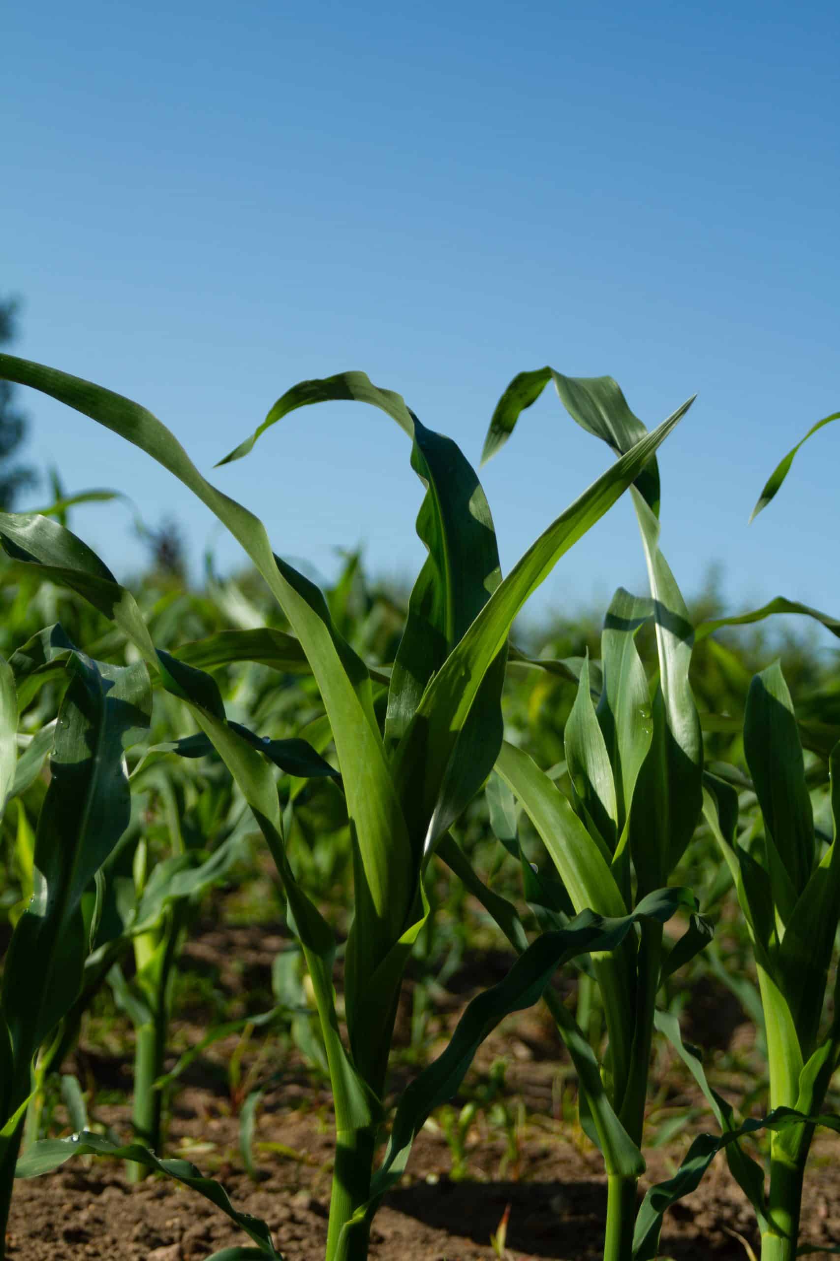 poland corn 2024 50